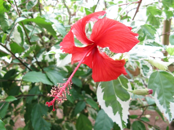 Hibiscus_rosa-sinensis_'Cooperi'1
